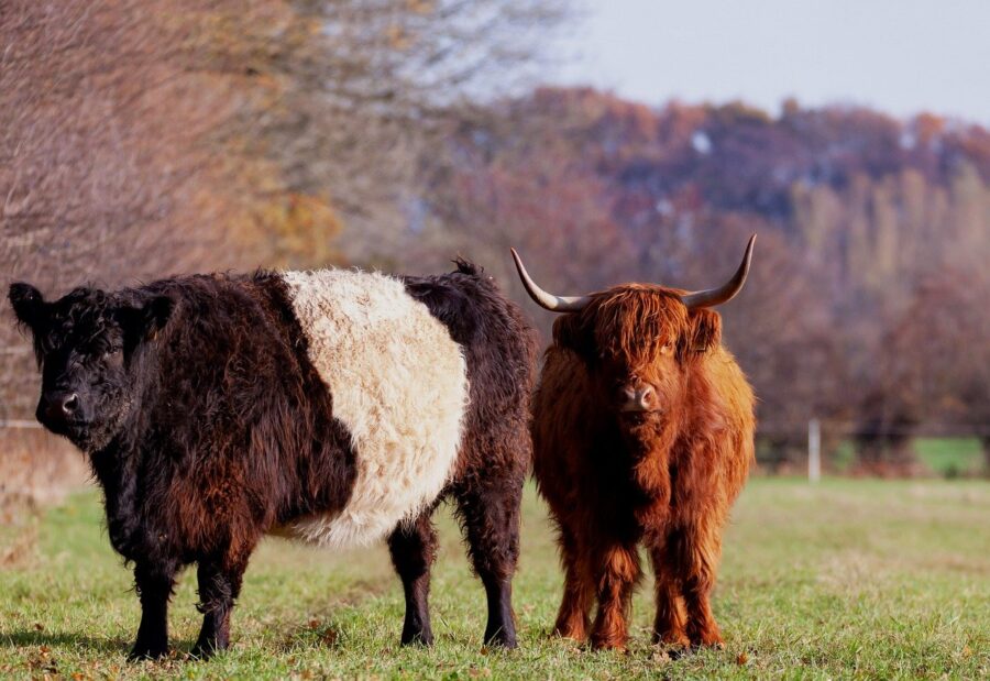 Rysunek dwóch sztuk bydła na polu